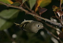 ruby-crowned_kinglet5105