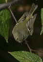 ruby-crowned_kinglet5235