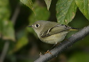 ruby-crowned_kinglet5236