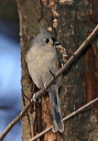 titmouse_img_6101