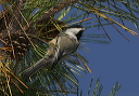yl0d0519_chickadee