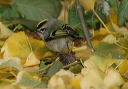 yl0d0751_kiglet
