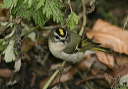 zh3z5244_kinglet