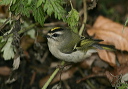 zh3z5246_kinglet