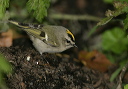 zh3z5250_kinglet