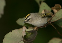 zh3z5254_kinglet
