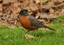 american_robin754