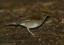bicknell_s_thrush625