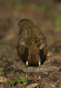 bicknell_s_thrush626