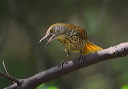 brown_thrasher