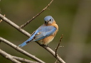 crw_6544