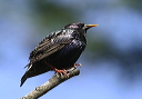 european_starling1_030427