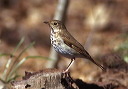 hermitthrush