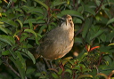 img_6931_thrasher