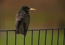 img_7093_starling