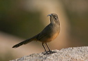 img_7388_thrasher