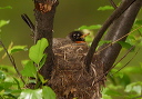 img_8313_robin