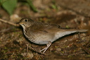 img_8693_thrush