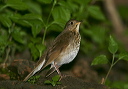 img_8699_gray-cheeked