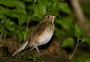 img_8704_thrush