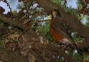 img_8723_robin