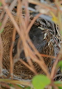 northern_mockingbird4213