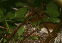 wood_thrush071