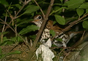 wood_thrush_img_3034