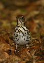 woodthrush6_050303