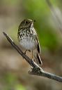 zh3z0049_thrush