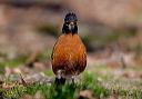 zh3z0527_robin