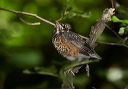 zh3z0605_robin