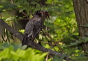 zh3z0634_robin