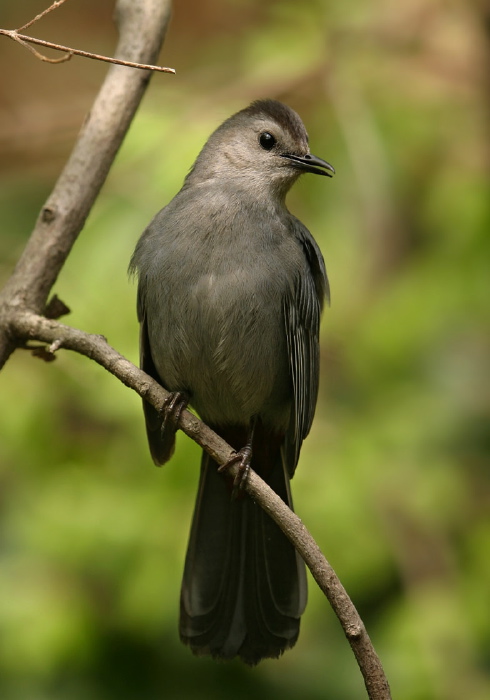 Dumetella carolinensis Mimidae