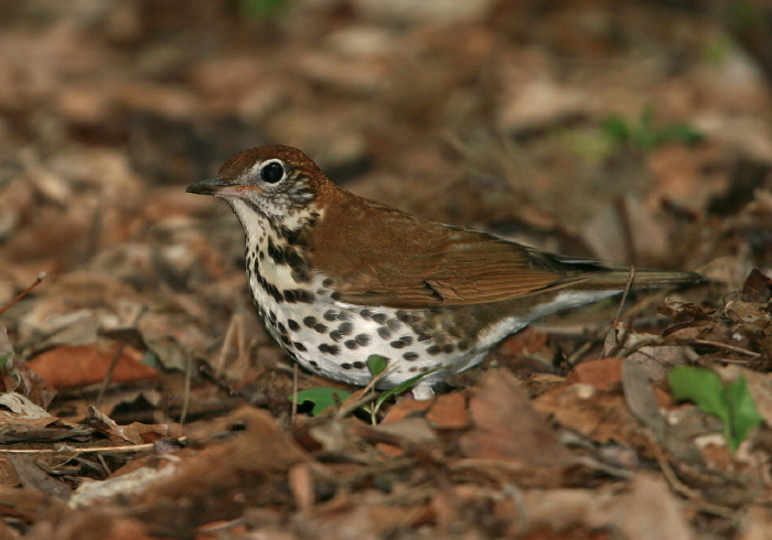 Hylocichla mustelina Turdidae