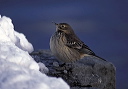 american_pipit