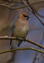 img_6974_waxwing