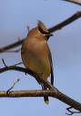 img_6975_waxwing