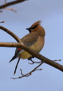 img_6981_waxwing