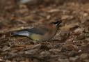 img_8871_waxwing