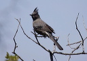 phainopepla_6417