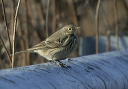 yl0d0865_pipit