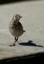 zh3z0578_pipit