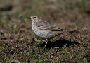 zh3z0628_pipit