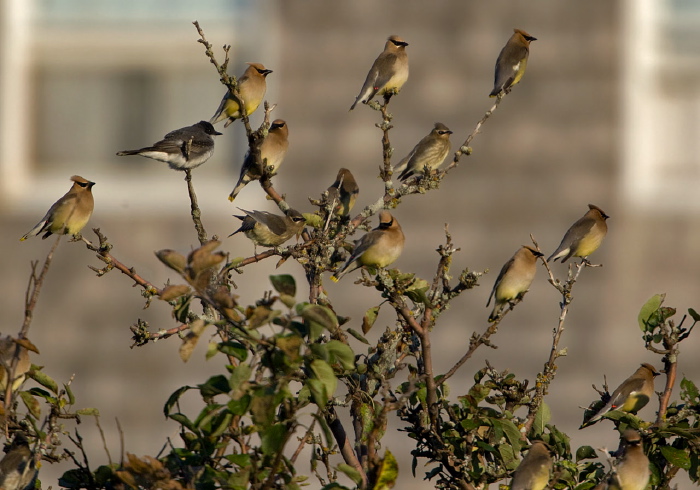 Bombycilla cedrorum Bombycillidae
