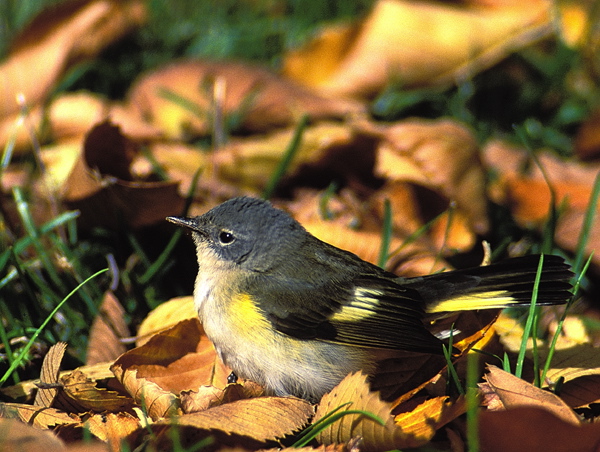 Setophaga ruticilla Parulidae