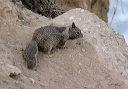 img_7618_squirrel