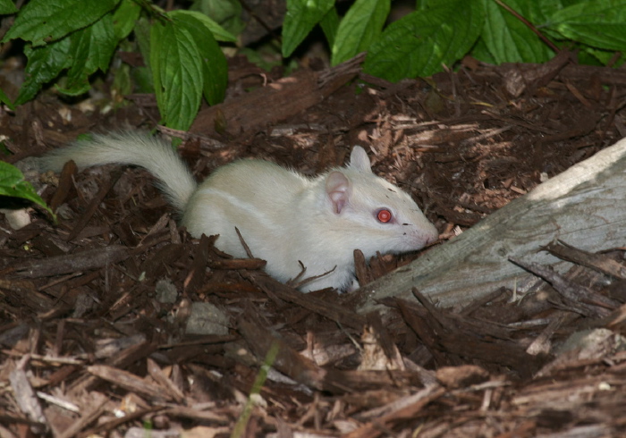 Tamias minimus Sciuridae