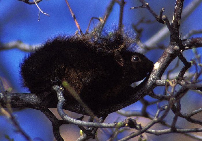 Sciurus carolinensis Sciuridae