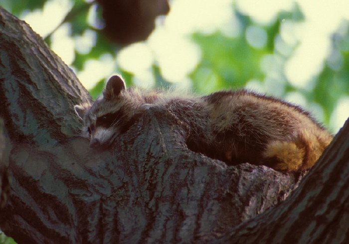 Procyon lotor Procyonidae